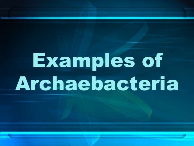 archaebacteria examples