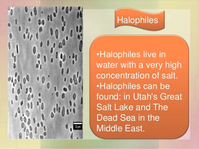 thermophile halophiles methanogens Extreme thermophiles are microorganisms adapted to temperatures normally found only in hot springs, hydrothermal vents and similar sites of geothermal activity. thermophile halophiles methanogens Extreme thermophiles are microorganisms adapted to temperatures normally found only in hot springs, hydrothermal vents and similar sites of geothermal activity.