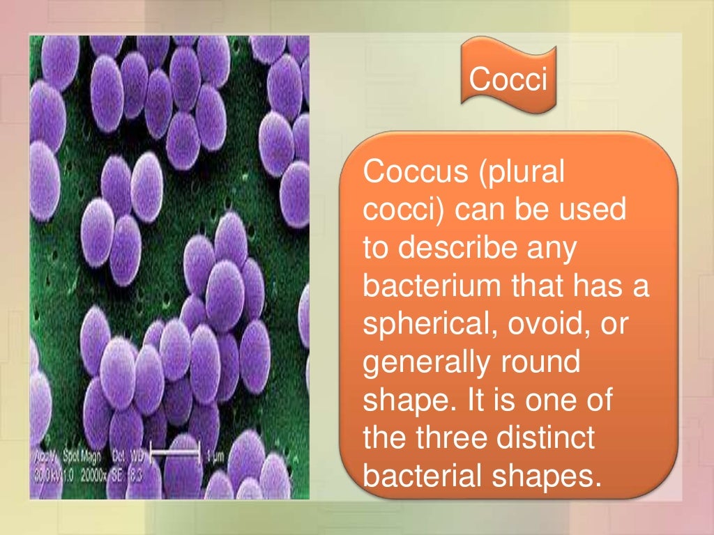Kingdom archaebacteria