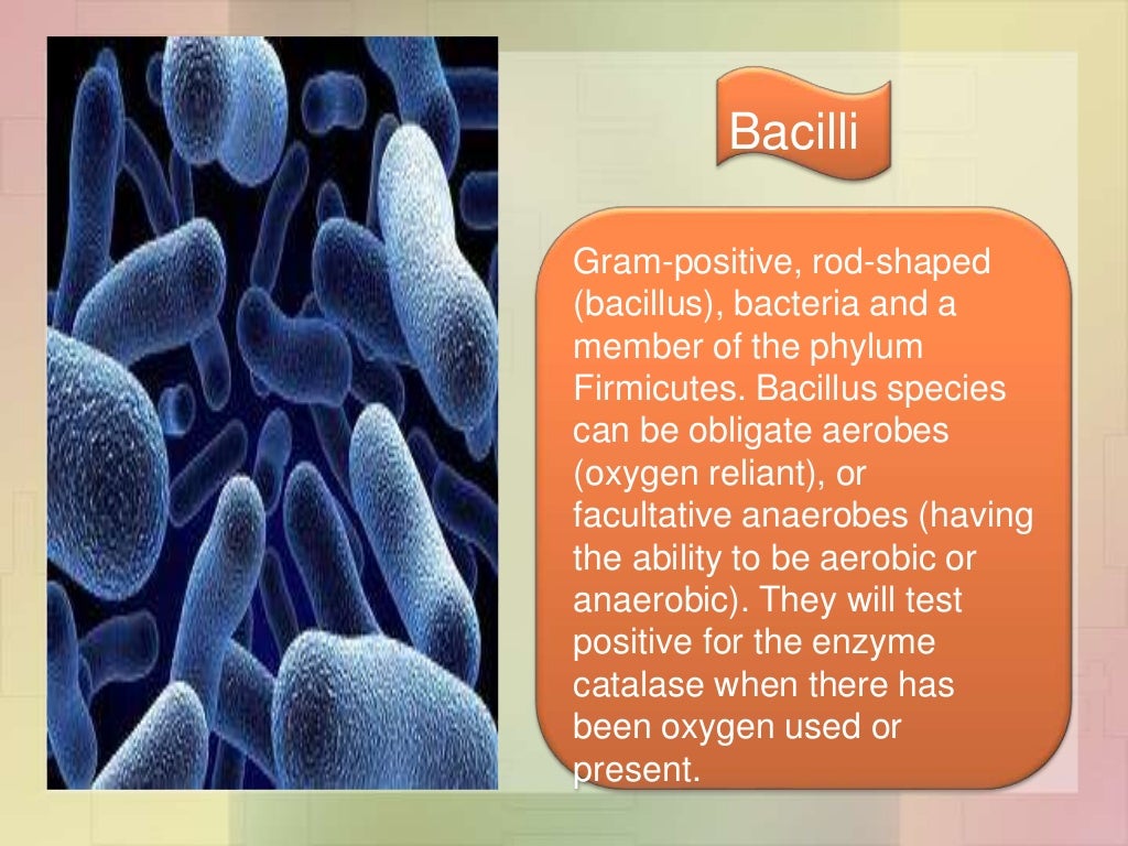 Kingdom archaebacteria