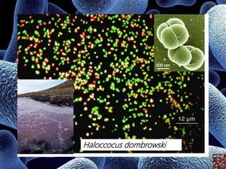 Haloccocus dombrowski
 