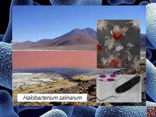 Halobacterium salinarum
 