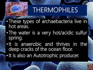 THERMOPHILES
•These types of archaebacteria live in
hot areas.
•The water is a very hot/acidic sulfur
spring.
•It is anaerobic and thrives in the
deep cracks of the ocean floor.
•It is also an Autotrophic producer.
 