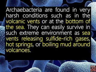 Archaebacteria are found in very
harsh conditions such as in the
volcanic vents or at the bottom of
the sea. They can easily survive in
such extreme environment as sea
vents releasing sulfide-rich gases,
hot springs, or boiling mud around
volcanoes.
 