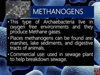 METHANOGENS
• This type of Archaebacteria live in
oxygen free environments and they
produce Methane gases.
• Places methanogens can be found are:
marshes, lake sediments, and digestive
tracts of animals.
• Commercial use: used in sewage plant
to help breakdown sewage.
 