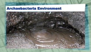 Archaebacteria Environment
 