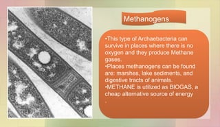 •This type of Archaebacteria can
survive in places where there is no
oxygen and they produce Methane
gases.
•Places methanogens can be found
are: marshes, lake sediments, and
digestive tracts of animals.
•METHANE is utilized as BIOGAS, a
cheap alternative source of energy
.
Methanogens
 