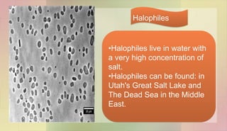 •Halophiles live in water with
a very high concentration of
salt.
•Halophiles can be found: in
Utah's Great Salt Lake and
The Dead Sea in the Middle
East.
Halophiles
 