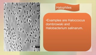 •Examples are Haloccocus
dombrowski and
Halobacterium salinarum.
Halophiles
 