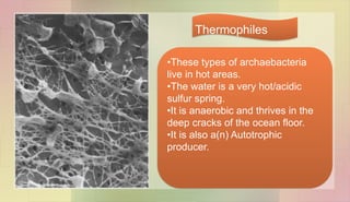 •These types of archaebacteria
live in hot areas.
•The water is a very hot/acidic
sulfur spring.
•It is anaerobic and thrives in the
deep cracks of the ocean floor.
•It is also a(n) Autotrophic
producer.
Thermophiles
 