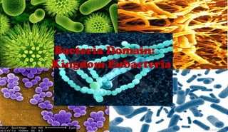 Bacteria Domain:
Kingdom Eubacteria
 