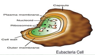 Eubacteria Cell
 