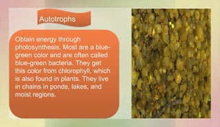Obtain energy through
photosynthesis. Most are a blue-
green color and are often called
blue-green bacteria. They get
this color from chlorophyll, which
is also found in plants. They live
in chains in ponds, lakes, and
moist regions.
Autotrophs
 