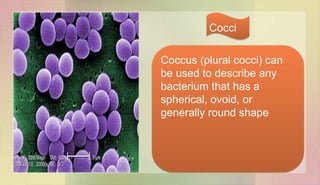 Coccus (plural cocci) can
be used to describe any
bacterium that has a
spherical, ovoid, or
generally round shape
Cocci
 