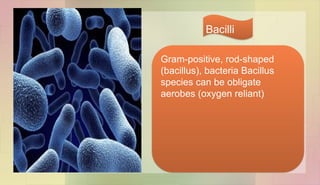 Gram-positive, rod-shaped
(bacillus), bacteria Bacillus
species can be obligate
aerobes (oxygen reliant)
Bacilli
 