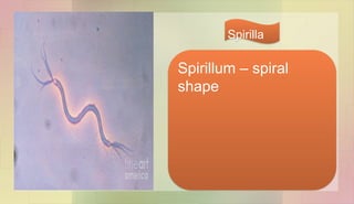 Spirillum – spiral
shape
Spirilla
 