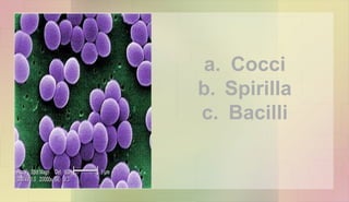 a. Cocci
b. Spirilla
c. Bacilli
 
