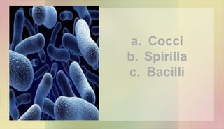 a. Cocci
b. Spirilla
c. Bacilli
 
