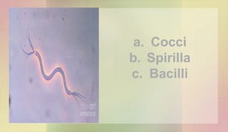 a. Cocci
b. Spirilla
c. Bacilli
 