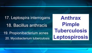 19. Propionibacterium acnes
20. Mycobacterium tuberculosis
17. Leptospira interrogans
18. Bacillus anthracis
Anthrax
Pimple
Tuberculosis
Leptospirosis
 
