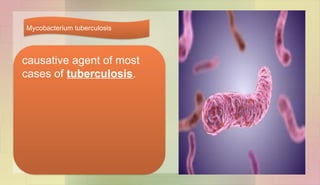 causative agent of most
cases of tuberculosis.
Mycobacterium tuberculosis
 