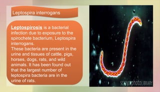 Leptospirosis is a bacterial
infection due to exposure to the
spirochete bacterium, Leptospira
interrogans.
These bacteria are present in the
urine and tissues of cattle, pigs,
horses, dogs, rats, and wild
animals. It has been found out
that the largest number of
leptospira bacteria are in the
urine of rats.
Leptospira interrogans
 