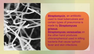 Streptomycin, an antibiotic
used to treat tuberculosis and
certain types of pneumonia is
made by Streptomyces
griseus.
Streptomyces venezuelae on
the other hand produces
chloramphenicol used in killing
bacteria that cause typhoid
fever and skin infections.
 