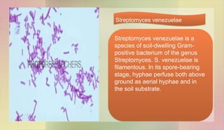 Streptomyces venezuelae is a
species of soil-dwelling Gram-
positive bacterium of the genus
Streptomyces. S. venezuelae is
filamentous. In its spore-bearing
stage, hyphae perfuse both above
ground as aerial hyphae and in
the soil substrate.
Streptomyces venezuelae
 