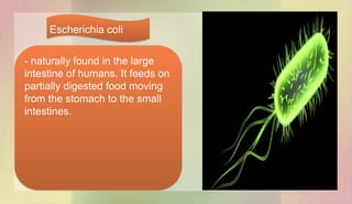 - naturally found in the large
intestine of humans. It feeds on
partially digested food moving
from the stomach to the small
intestines.
Escherichia coli
 