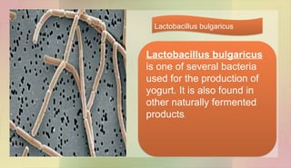 Lactobacillus bulgaricus
is one of several bacteria
used for the production of
yogurt. It is also found in
other naturally fermented
products.
Lactobacillus bulgaricus
 