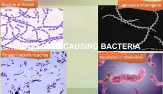Bacillus anthracis Leptospira interrogans
Mycobacterium tuberculosis
Propionibacterium acnes
DISEASES CAUSING BACTERIA
 