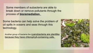 Some members of eubacteria are able to
break down or remove pollutants through the
process of bioremediation.
Some bacteria can help solve the problem of
oil spills in oceans and seas through this
technology.
Another group of bacteria the cyanobacteria are plantlike
because they have chlorophyll-containing cells.
 
