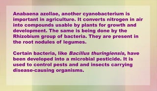 Anabaena azollae, another cyanobacterium is
important in agriculture. It converts nitrogen in air
into compounds usable by plants for growth and
development. The same is being done by the
Rhizobium group of bacteria. They are present in
the root nodules of legumes.
Certain bacteria, like Bacillus thuringiensis, have
been developed into a microbial pesticide. It is
used to control pests and and insects carrying
disease-causing organisms.
 