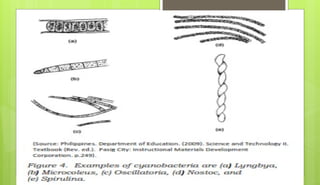 kingdom archaebacteria for grade 8 science