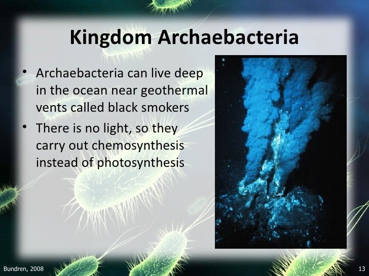 kingdom archaebacteria magdalene project org archaebacteria kingdom