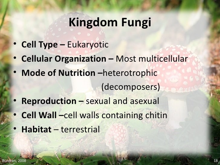 Kingdom Kingdom