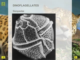 DINOFLAGELLATES Gonyaulax 