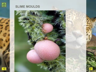 SLIME MOULDS 