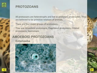 PROTOZOANS All protozoans are heterotrophs and live as predators or parasites. They are believed to be primitive relatives of animals. There are four major groups of protozoans. Entamoeba They are: Amoeboid protozoans, Flagellated protozoans, Ciliated protozoans, Sporozoans AMOEBOID PROTOZOANS 