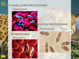 Trypanosoma Paramoecium Plasmodium SPOROZOANS FLAGELLATED PROTOZOANS CILIATED PROTOZOANS 