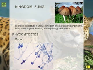 KINGDOM  FUNGI The fungi constitute a unique kingdom of heterotrophic organisms. They show a great diversity in morphology and habitat. PHYCOMYCETES Mucor 