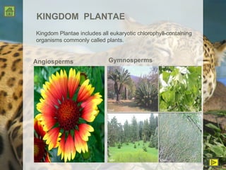 KINGDOM  PLANTAE Angiosperms Kingdom Plantae includes all eukaryotic chlorophyll-containing organisms commonly called plants. Gymnosperms 
