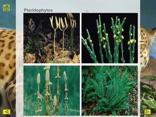 Pteridophytes 