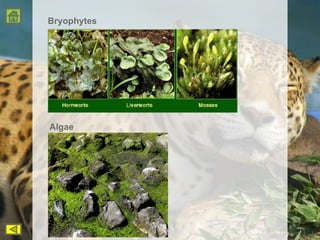 Bryophytes Algae 