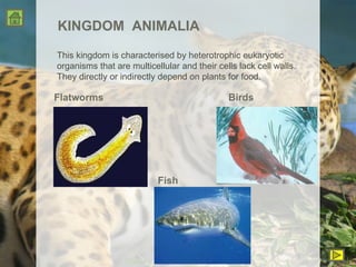 KINGDOM  ANIMALIA This kingdom is characterised by heterotrophic eukaryotic organisms that are multicellular and their cells lack cell walls. They directly or indirectly depend on plants for food. Flatworms Birds Fish 