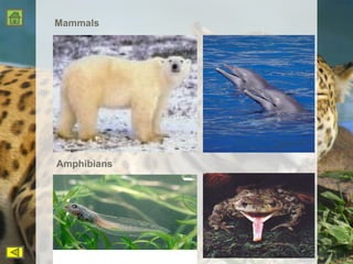 Mammals Amphibians 