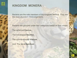 KINGDOM  MONERA Bacteria are the sole members of the Kingdom Monera. They are the most abundant micro-organisms. Bacteria are grouped under four categories based on their shape:  The spherical  Coccus  , The rod-shaped  Bacillus  , The comma-shaped  Vibrium  , And  The spiral  Spirillum  . 