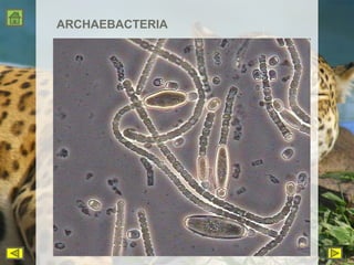 ARCHAEBACTERIA 