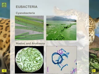 EUBACTERIA Cyanobacteria Nostoc and Anabaena 