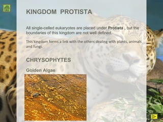 KINGDOM  PROTISTA All single-celled eukaryotes are placed under  Protista ,  but the boundaries of this kingdom are not well defined. This kingdom forms a link with the others dealing with plants, animals and fungi. CHRYSOPHYTES Golden Algae 